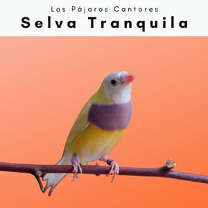 A Selva Tranquila - Los Pájaros Cantores
