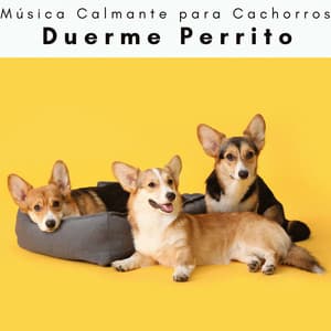 1 Duerme Perrito - Música Calmante para Cachorros