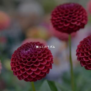 根っこのリズム - Hotel Jazz Music