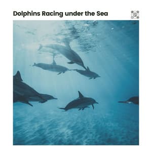 Dolphins Racing Under the Sea - Water Science