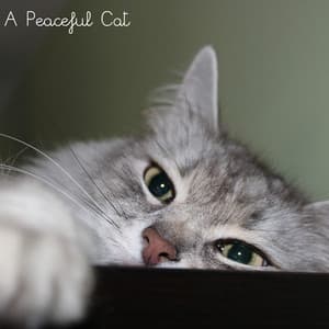 A Peaceful Cat - Music For Cats