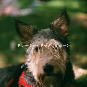 ドリーミー・ドッグ・チューン - Morning Coffee Playlist