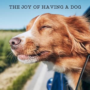 The Joy of Having a Dog - Dog Whisperer