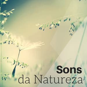 Sons da Natureza - Paz de Espirito, Serenidade Interior e Equilíbrio para Meditação Asiática - Meditação Clube