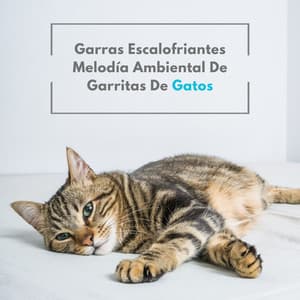 Garras Escalofriantes: Melodía Ambiental De Garritas De Gatos - Ambiente natural