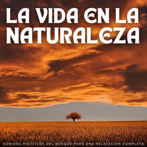 La Vida En La Naturaleza: Sonidos Pacíficos Del Bosque Para Una Relajación Completa - Naturaleza FX