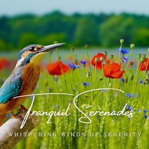 Tranquil Serenades: Meditation Melodies - Control Your Breath