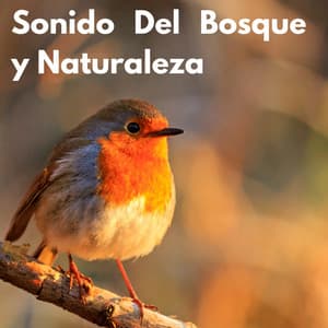 Sonido Del Bosque y Naturaleza - Sonidos Naturales del Pajaro