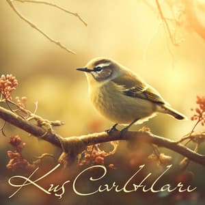 Kuş Cıvıltıları: Doğal Dünyayla Bağlantınız - Rahatlatıcı Müzik Terapi