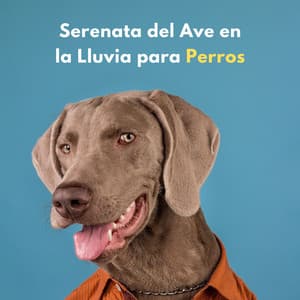 Serenata Del Ave En La Lluvia Para Perros - Ruido de Lluvia