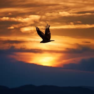 Melodías De Relajación: Música Para La Serenidad - Barba de calma