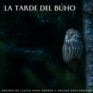 La Tarde Del Búho: Noches De Lluvia Para Perros Y Amigos Emplumados - Lluvia y frío