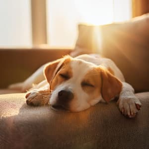 Patas Y Armonía: Canciones Relajantes Para Perros - Música para cenar bien