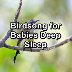 Birdsong for Babies Deep Sleep - Bird Sounds