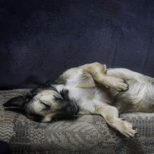 Coffee Shop Dog Daydreams: Jazz Canine Serenade - Happy Jazz