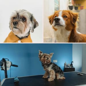 Doggy Meal Time - Calm - Dog Jazz Sounds