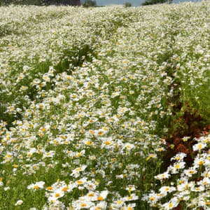 ! ! ! ! Eternal Peace - Música Relajante