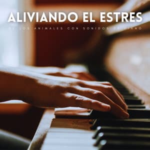 Aliviando El Estres De Los Animales Con Sonidos De Piano - Música clásica para piano