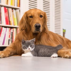 Paws and Waves: Serene Ocean Sounds for Relaxing Pets - Soothing Waves Of Nerja