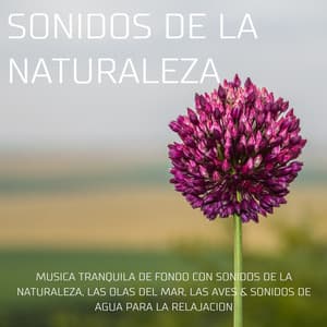 Sonidos de la naturaleza - Música tranquila de fondo con sonidos de la naturaleza, las olas del mar, las aves & sonidos de agua para la relajación - Unidad de música zen relajante