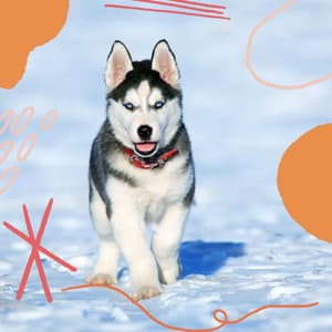 Music for Restless Puppies - Dogs at Home