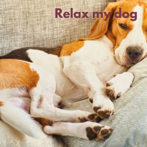 Dog Chill - Thiago Mascotas