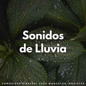 Sonidos De Lluvia: Comodidad Binaural Para Mascotas Inquietas - Ruido de Lluvia