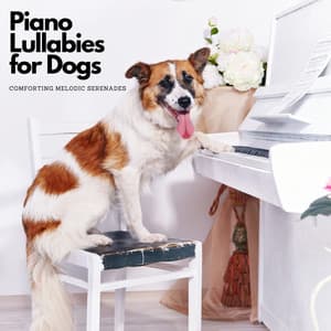 Piano Lullabies for Dogs: Comforting Melodic Serenades - Relaxing Coffee Shop