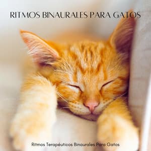 Ritmos Terapéuticos Binaurales Para Gatos - Colectivo Binaural