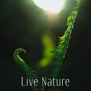 Live Nature: Relaxation and Meditation with Pure Nature, Outdoor Rest - The Calming Sounds Of Nature