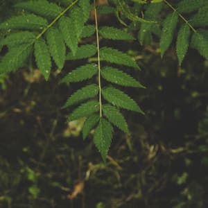 Indian Chill Out Music - Ambiance for Reiki Flow - Water Ambience