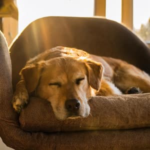 Compañeros Chill: Música De Hip Hop Para Mascotas - Alivio tranquilo del estrés