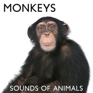 Monkeys: Sounds of Animals - Ambient Jungle Sounds