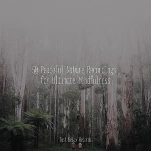 50 Peaceful Nature Recordings for Ultimate Mindfulness - Rockabye Lullaby
