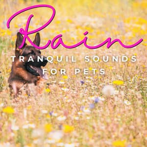 Rainy Day Tails: Canine Harmony - Chill My Pooch