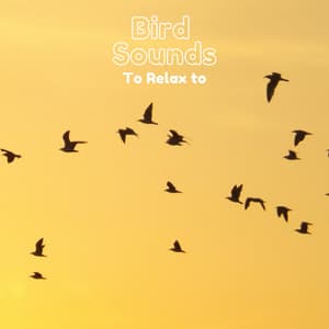 Bird Sounds To Relax To - Natural Sample Makers