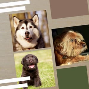 Music for Energetic Puppy - Music for Dogs Moments