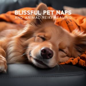 Blissful Pet Naps and Animal Reiki Healing - Animal Melody Wizard