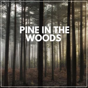 Pine in the Woods - Nature Soundscapes