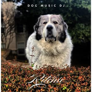 Ritchie - Dog Music DJ