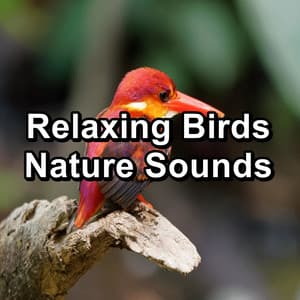 Relaxing Birds Nature Sounds - Bird Sounds
