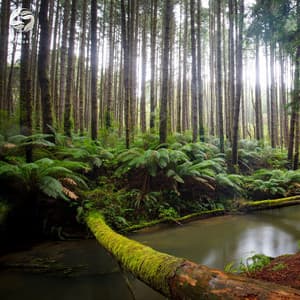 Tranquil Forest Meditations - Mother Nature Ambience