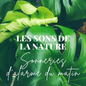 Les sons de la nature: Sonneries d'alarme du matin, Oiseaux, océan, pluie et autres - Oasis Des Bruits Naturels