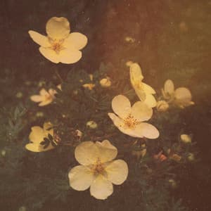 100 Vibrations: Tuning The Brain - LofiCentral