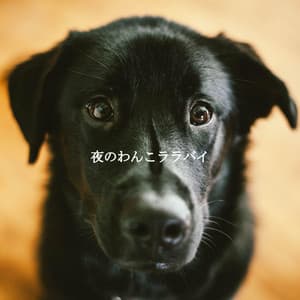 夜のわんこララバイ - French Cafe Jazz