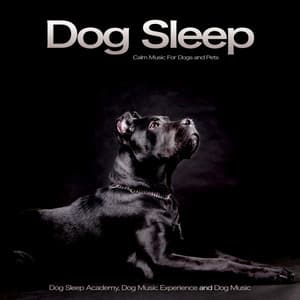 Dog Sleep: Calm Music For Dogs and Pets - Dog Sleep Academy