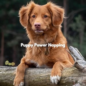 Puppy Power Napping - Musica para Perros