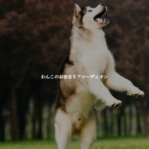 わんこのお泊まりアコーディオン - Cooking Background Music