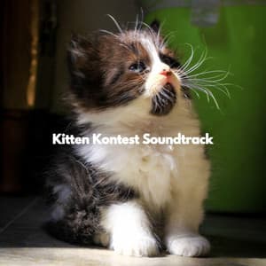 Kitten Kontest Soundtrack - Afternoon Jazz Playlist