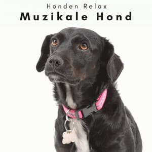 4 Poten: Muzikale Hond - Honden Relax